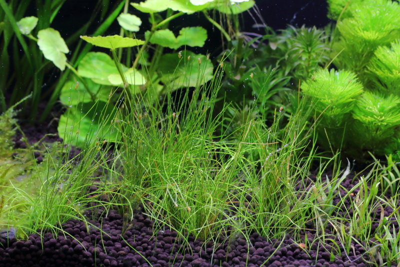植栽から16日目　ヘアーグラスショート